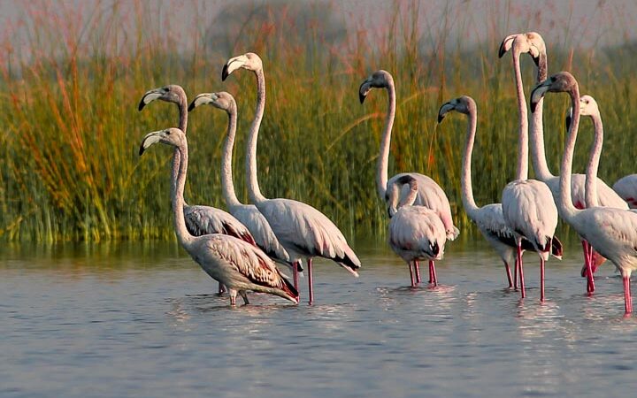 beautiful Flamingoes