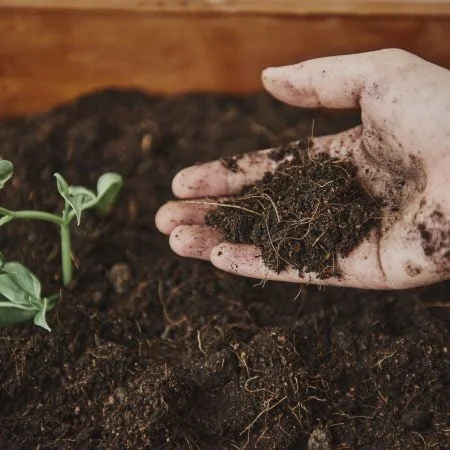 A Beginner’s Guide to House Plant Care: Soil and Pest Care Tips