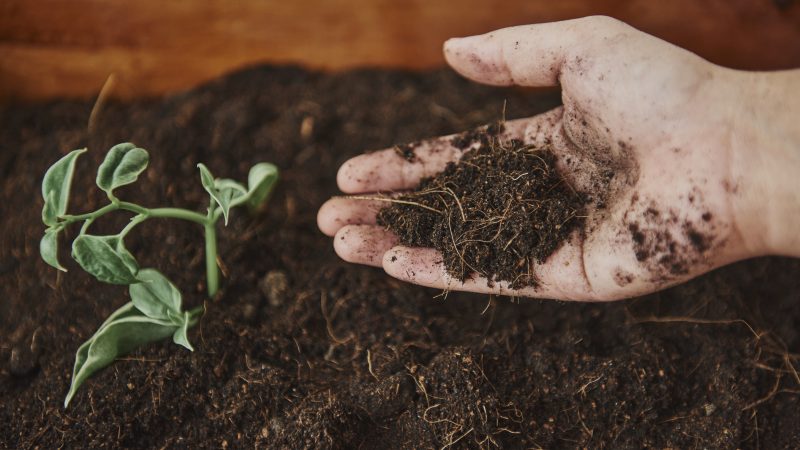 A Beginner’s Guide to House Plant Care: Soil and Pest Care Tips