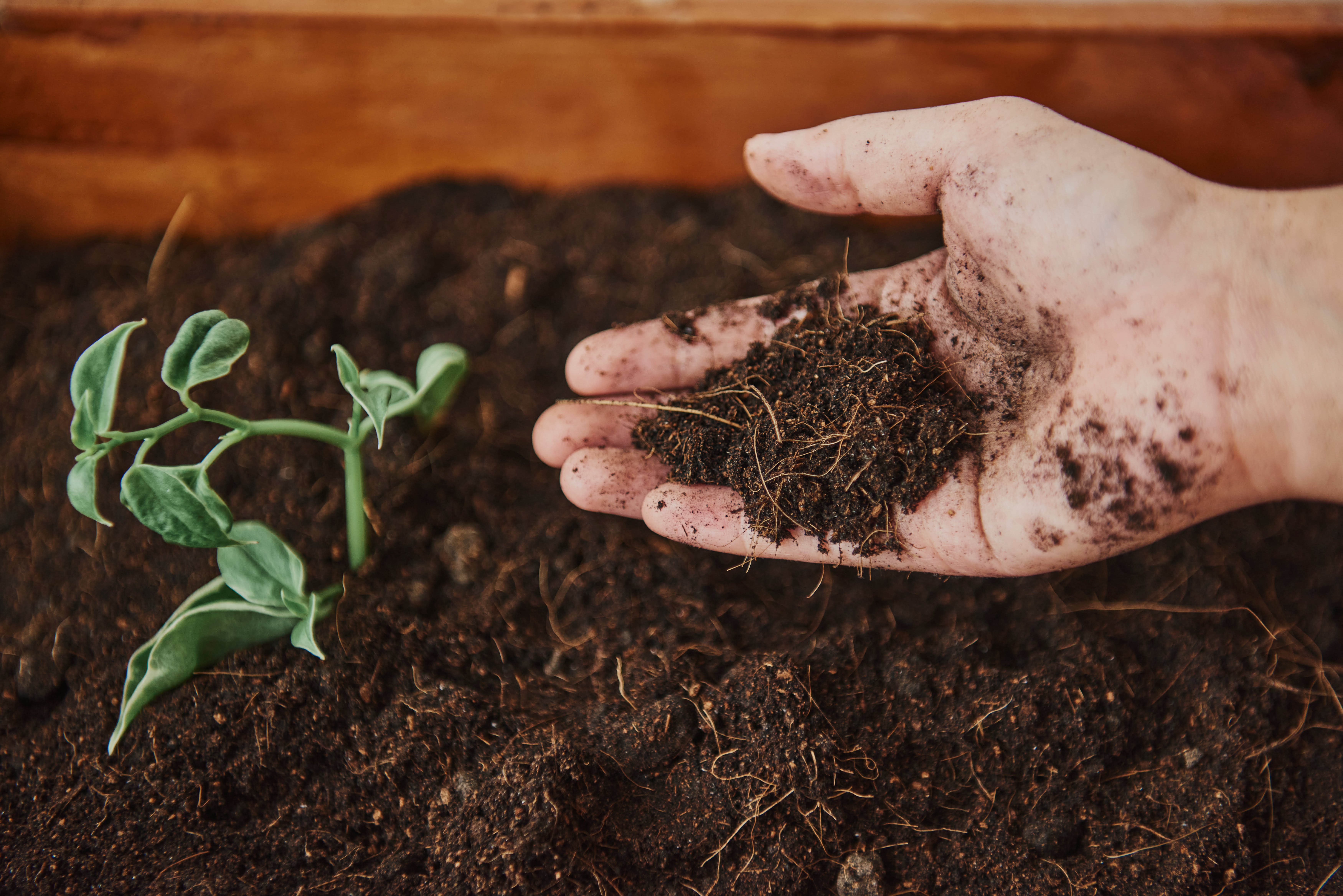 A Beginner’s Guide to House Plant Care: Soil and Pest Care Tips