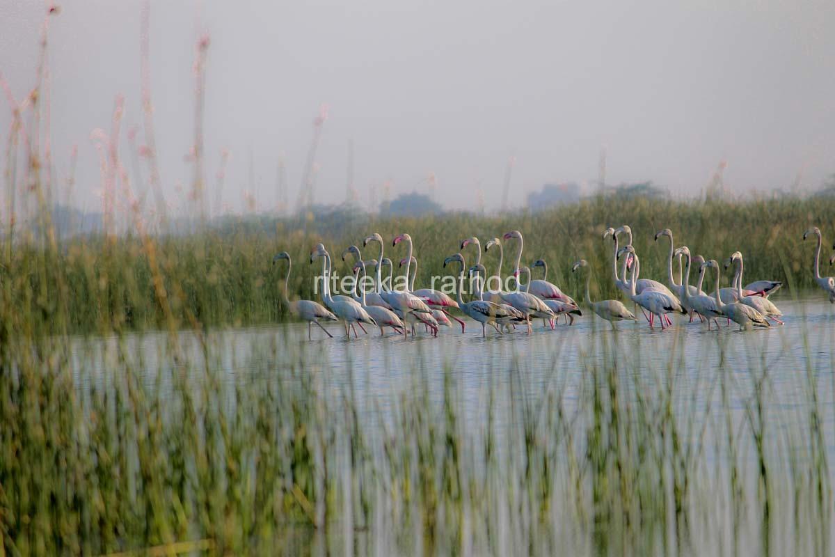 Flamingoes at Nal Sarovar 