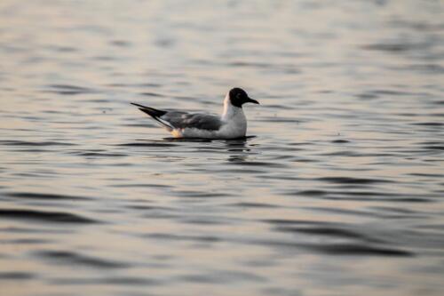 Brown-headed Gull at Nal sarovar