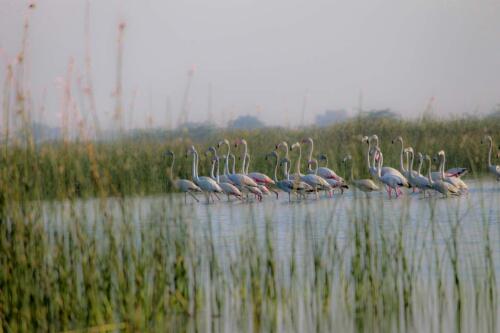 Flamingoes at Nal Sarovar 