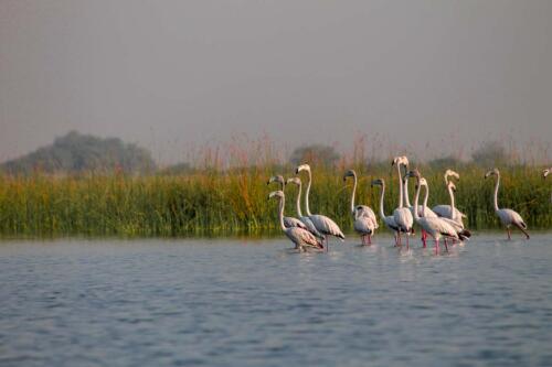 Flamingoes Patroling