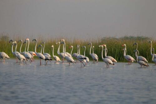 Flamingo at Nal Sarovar