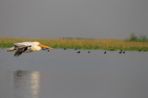 Great White Pelican at Nal Sarovar