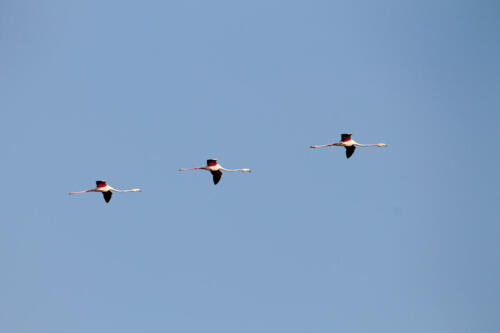 Greater Flamingoes Flying over Nal Sarovar