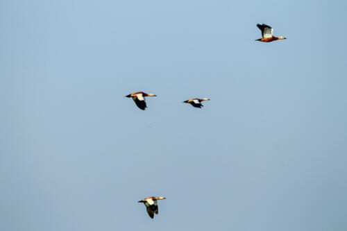 Golden Duck Flying over Nal Sarovar