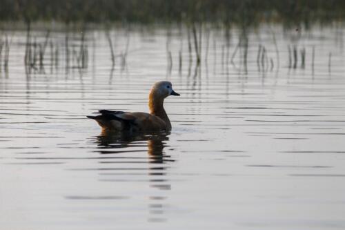 Gloden Duck at Nal Sarovar