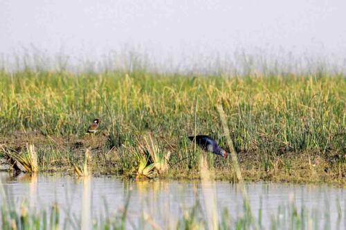 Western Swamphen at Nal Sarovar