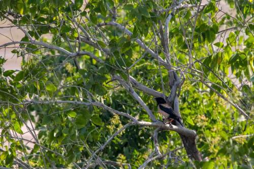 Rosy Starling at Nal Sarovar