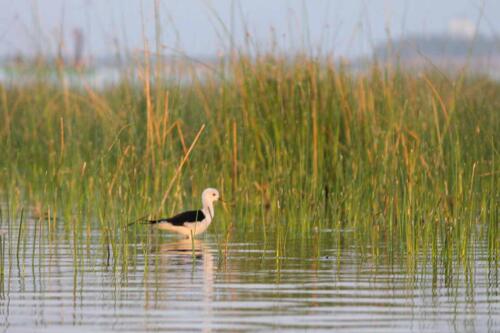 Black-winged stilt at Nal sarovar